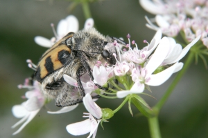 Pinselkäfer (Trichius spec.) auf Koriander (Coriandrum sativum)